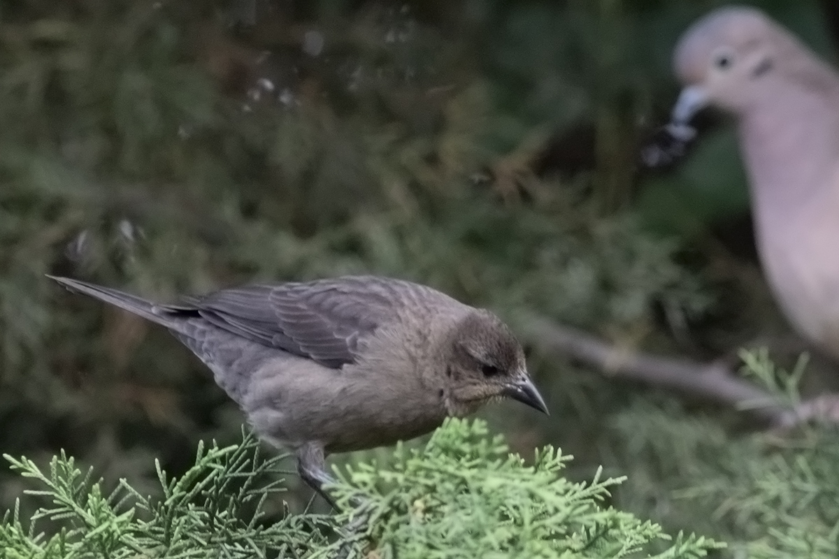 Acadian Flycatcher